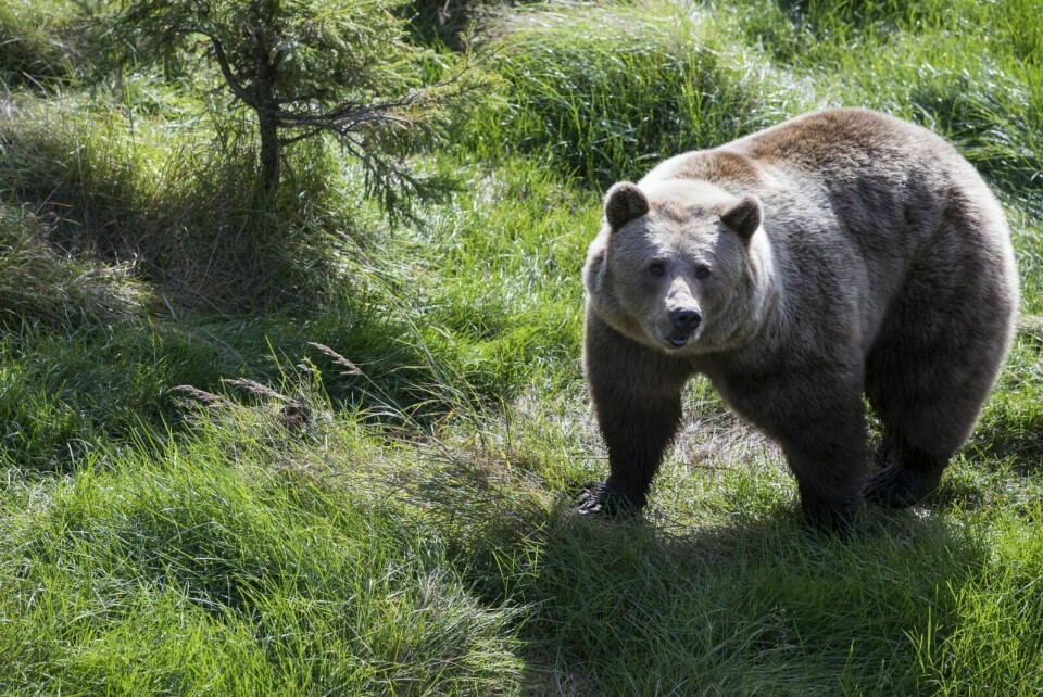 PROBLEMDYR: I sommer har bjørn herjet i Bardu i Troms. Rundt 60 døde sauer er så langt funnet døde. Dette bildet er tatt i Namsskogan Familiepark i Trøndelag. Foto: Berit Roald / NTB scanpix