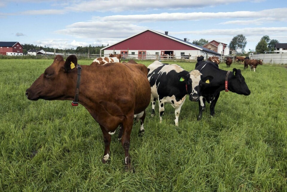 MER PRODUKSJON: Norske bønder kan levere mer melk fra Dagros og de andre dyrene inneværende år. Foto: NTB Scanpix