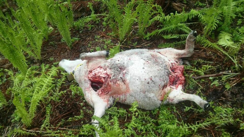 DREPTE MANGE SAU: Bjørnen slo til mot en saueflokk i Østerdalen og drepte syv sau for en drøy uke siden. Foto: Privat