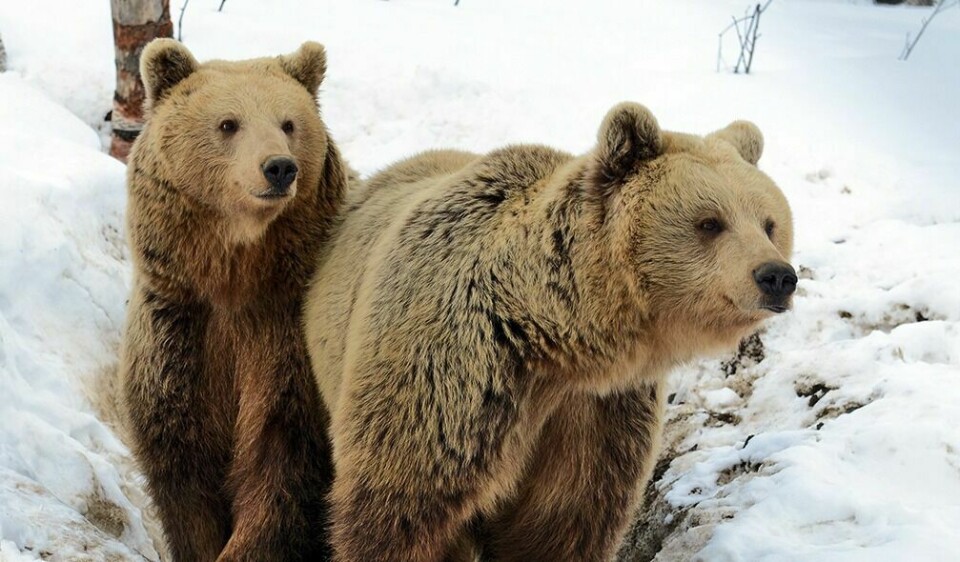 I FOKUS: Det har vært stort fokus på bjørn i Bardu i det siste. Dette bildet er for øvrig av to av bjørnene i Polar Park. Arkivfoto: Knut Solnes