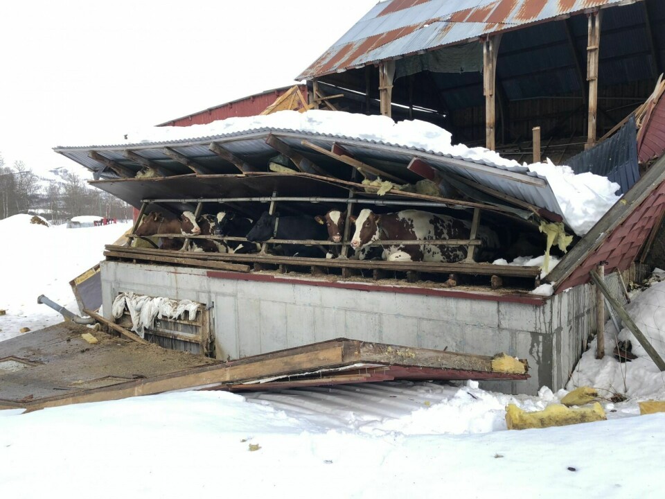 FANGET: 16 melkekyr befant seg i den delen av fjøset hvor taket raste sammen. Ifølge Mattilsynet var det kun ei av dem som omkom som følge av hendelsen. Foto: Gjermund Nilssen