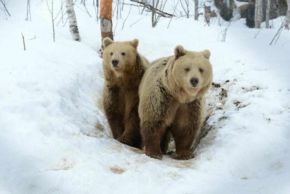 FERSKE RESULTATER: Tirsdag presenteres helt ferske resultater om bjørneforskning. Det skjer på Setermoen. Foto: Knut Solnes