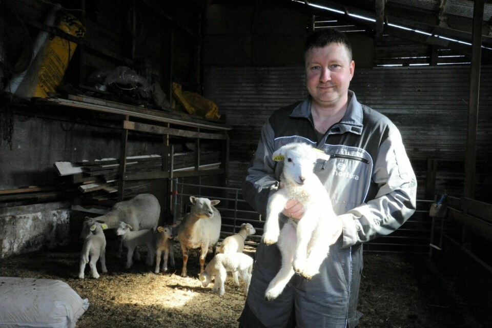 EI UKE GAMMEL: De nye lammene på gården til Stig-Arne Opgård har allerede rukket å bli ei uke gamle. De er født flere uker før den planlagte lamminga. Foto: Maiken Kiil Kristiansen
