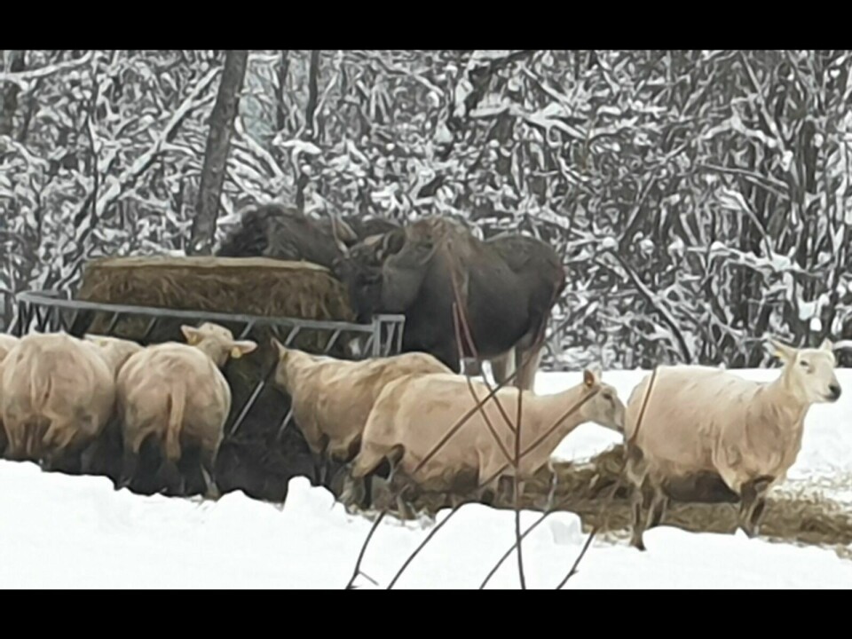 SAMVÆR: Sau og elg på samme fôring på Labukta ved Selnes i Balsfjord. Foto: Tronn Sørensen