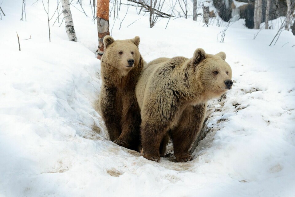 I FOKUS: Det blir stort fokus på bjørn i Bardu kommende uke. Dette bildet er for øvrig av to av bjørnene i Polar Park.
