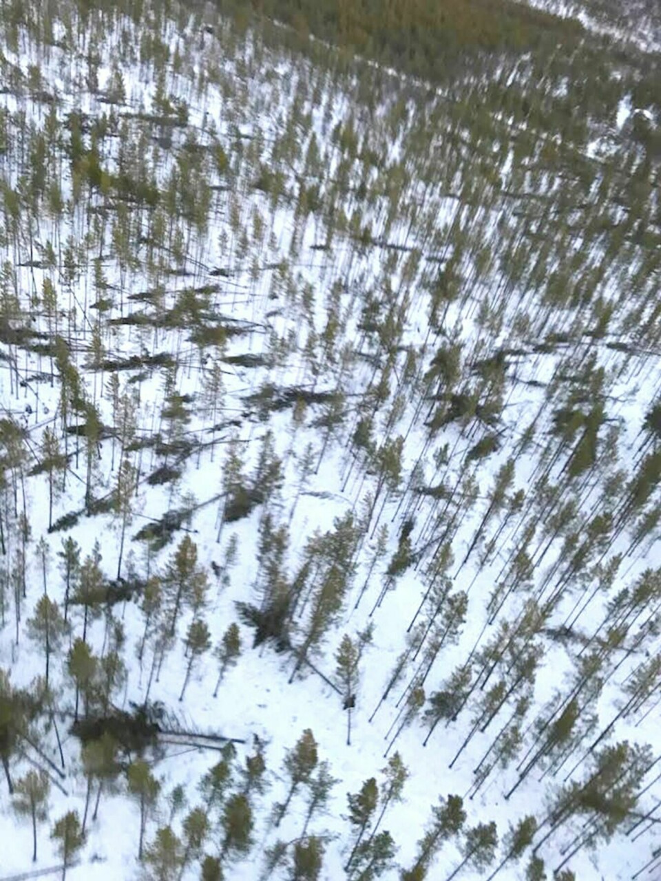STORE ØDELEGGELSER: Ekstremværet «Ylva» etterlot seg store skader flere steder i Troms. Dette bildet viser skade på skog i Salangsdalen, tatt under ei av Troms krafts helikopterbefaringer. Foto: Troms Kraft