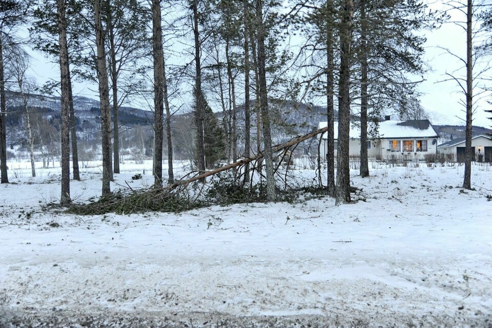KRAFTIG VIND: Ylva tok torsdag kraftig tak også i Målselv. Dette bildet ble tatt på Rossvoll torsdag formiddag, hvor flere busker hadde blåst over ende. Foto: Gjermund Nilssen
