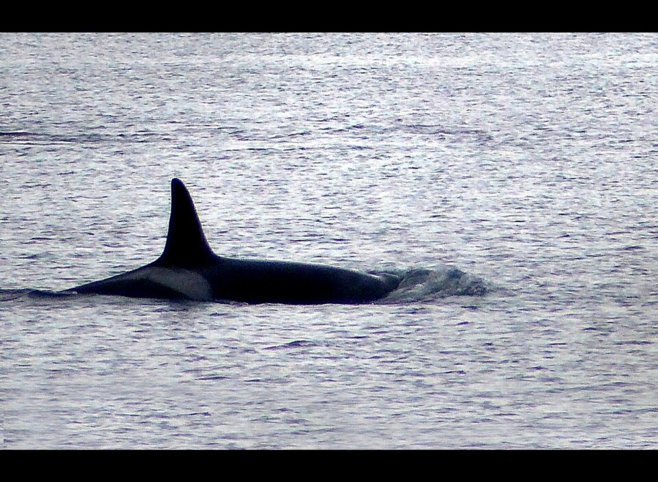 I BALSFJORD: I forrige uke ble det observert flere spekkhoggere ulike steder i Balsfjord. Rannveig Larsen fra Storsteinnes kjørte rundt og jaktet bilde av hvalen, og dette fikk hun tatt nedenfor meieriet på Storsteinnes. Foto: Rannveig Larse
