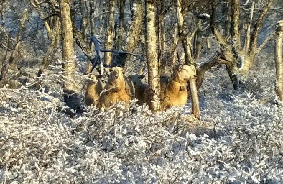 IKKE HENTET HJEM: Disse sauene er fortsatt på fjellet og ble observert i snøen ved Kampenhytta søndag. Foto: Privat