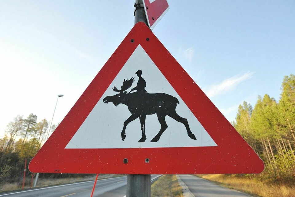 KOSTER Å ORDNE: En uskyldig spøk som å klistre en mann på ryggen til elgen fører til unødvendige kostnader for Statens vegvesen. Foto: Malin C. S. Myrbakken