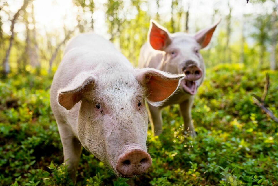 SVIN PÅ SKOGEN: Målselv Mat AS skal levere kjøtt av frittgående griser. Foto: MÅLSELV MAT AS
