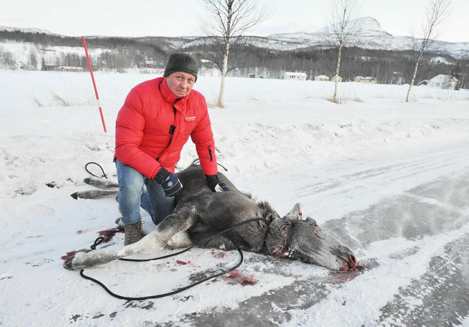 UTVIDER ELGJAKTA: Leder Jørn Larsen i Målselv viltnemnd håper at utvidet elgjakt til 23. desember skal bidra til å redusere antallet elgpåkjørsler i Målselv. Bildet ble tatt i forbindelse med en elgpåkjørsel i fjor. Foto: Toril F. Ingvaldsen