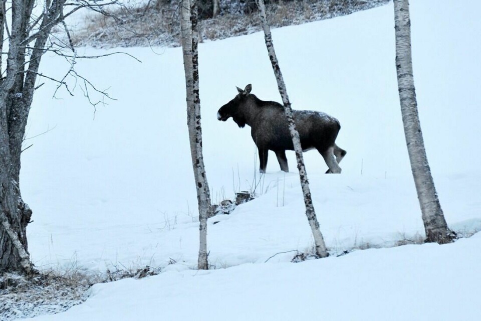 TRAFIKKFARLIG: Når det begynner å komme snø, søker elgen til steder der det er lettere å gå. Dermed havner den på veien. Foto: TERJE TVERÅS
