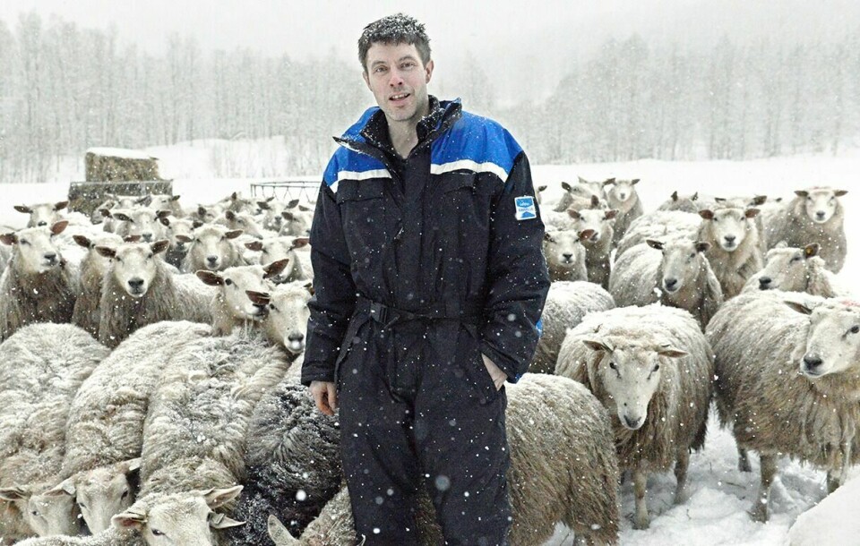 IMPONERER: Sauebonde Hans Helge Høyland troner nok en gang øverst på lista over Norges beste lammeslakt. Nortura er imponert over bardubondens stabilitet i norgestoppen. Foto: Knut Solnes