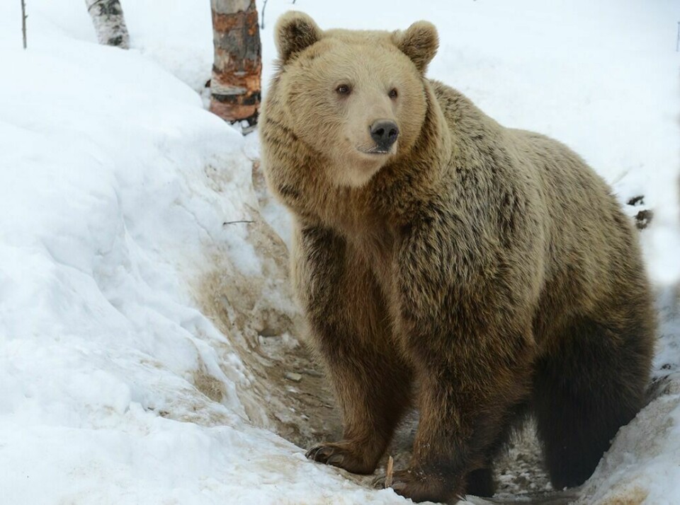 RAPPORT: En rapport er nå klar etter sommerens bjørnejakt i Bardu. Bjørnen kom seg unna jegerne selv om de flere ganger var i hælene på den. Bjørnen på bildet er ikke den som ble jaktet på, men en av bjørnene i Polar Park. Foto: Knut Solnes