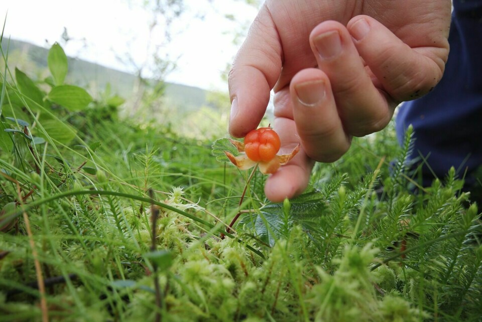 SJELDEN VARE: Den som vil høste av det røde gullet i Indre Troms må i år belage seg på å lete litt. Størst sjanse er det i utkanten av skogmyrene.