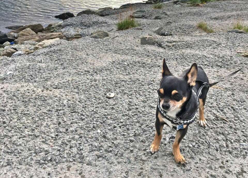 I BÅND: Det er allerede ulovlig å ha hunder løse i sommermånedene. I Balsfjord kan båndtvangen komme til å gjelde ut oktober. (Illustrasjonsfoto)