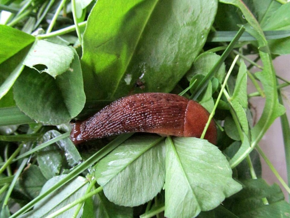 MORDERSNEGLE: Dette er beviset på at den forhatte brunskogsneglen nå har kommet til Målselv. Foto: Privat