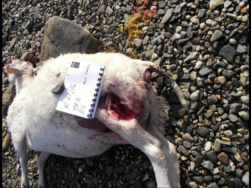 DREPT SAU: Statens naturoppsyn kunne konstatere at søya var drept av hund. Hunden(e) har angrepet bakfra, og søya har spiseskader på det ene låret. Foto: SNO