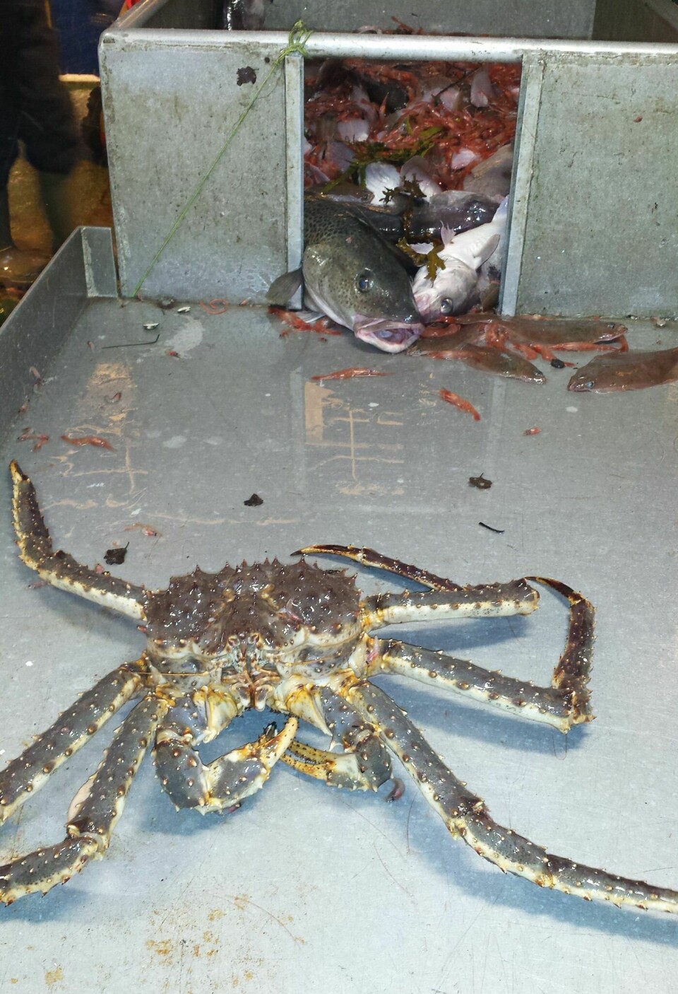 STOR KRABBE: Krabben som ble tatt med trål var ganske stor, med sine 3,4 kilo. (FOTO: EMMA KÄLLGREN)