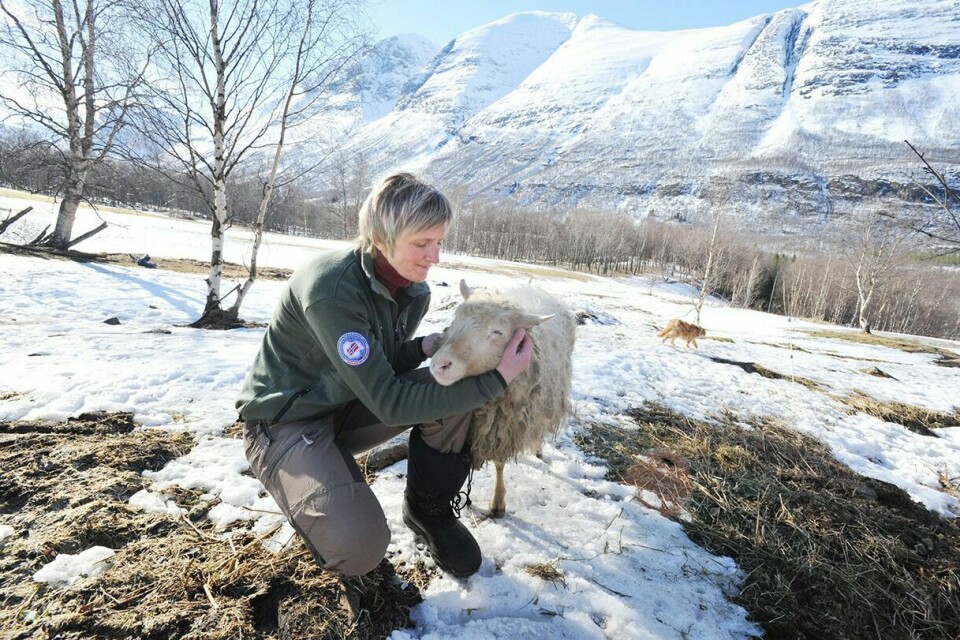 IKKE SKREMT: Heidi Bjerknes forteller at hun ikke er skremt etter ulvebesøket. – Det er et streifdyr, og det er langt herfra nå. Vi har aldri vært plaget med rovdyr her, sier hun. Foto: Toril F. Ingvaldsen