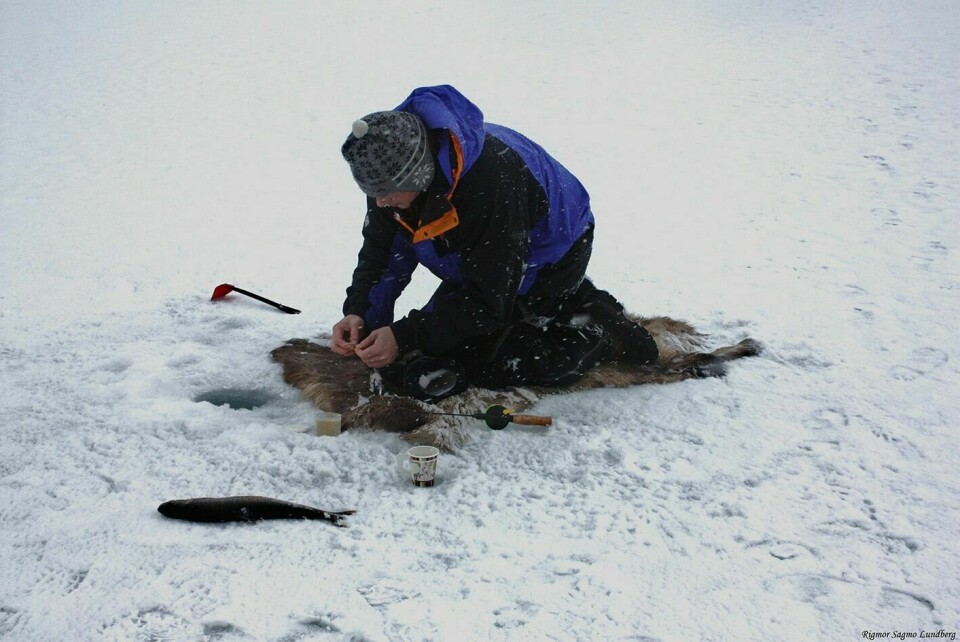 TIL PERS: Røya lever et farlig liv når isfiskekonkurransen går av stabelen i Nedre Bardu. Foto: Privat.