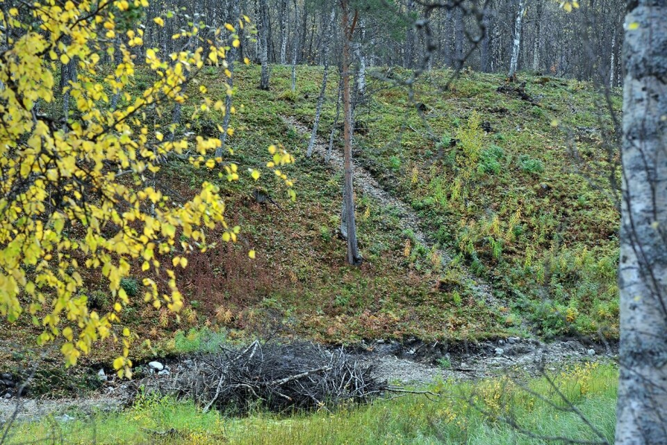 SYNLIG: Sent i høst var sporet fremdeles synlig fra Østerdalsveien, men renna var begynt å gro igjen øverst.