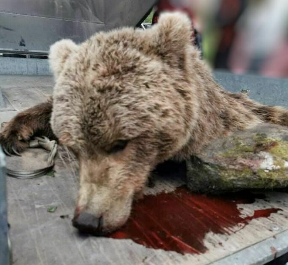 SKUTT: En av de tre bjørnene som det er gitt fellingstillatelse på er skutt. Foto: Privat