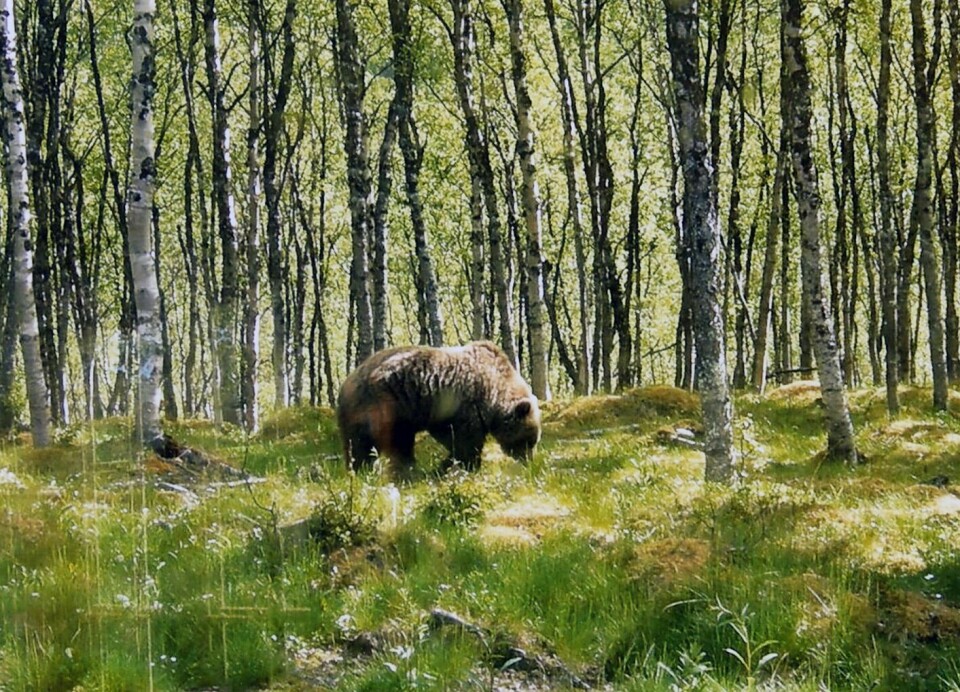 INGEN SPOR: En bjørn drepte tolv sauer i Østerdalen i Bardu for to uker siden. Ingen spor er funnet, og fellingstillatelsen fra Fylkesmannen gikk ut i går. (Illustrasjonsfoto fra Iselvdalen)
