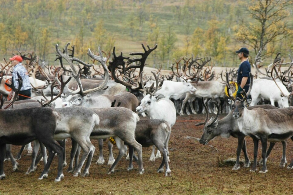 MIDLERTIDIG GJERDE: Samebyen blir oppfordret av Fylkesmannen i Troms til å sette opp et midlertidig reingjerde. (Arkivfoto: Leif Stensland).