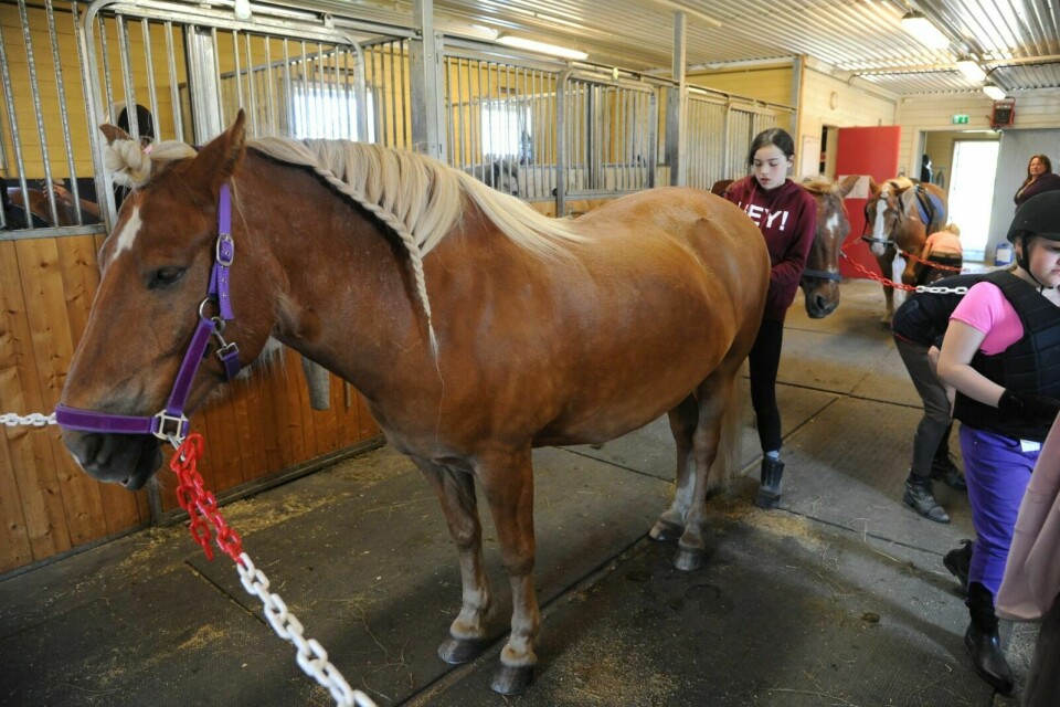 STELL: Jentene på rideleir har ikke bare lært og ri, men også hvordan de skal stelle med og ta seg av hestene. Foto: Maiken Kiil Kristiansen