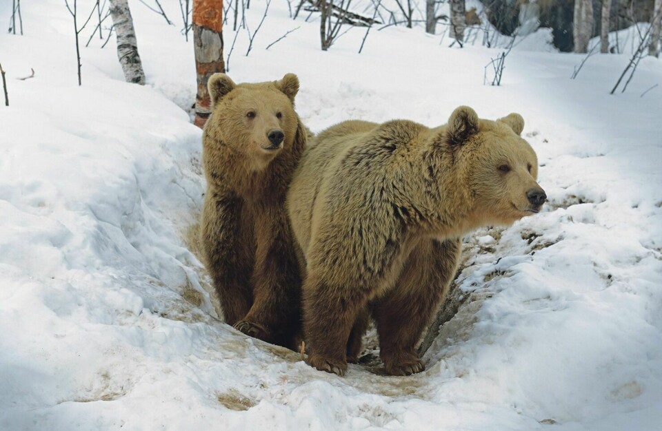 INVITERER TIL BJØRNEDAG: Er du på jakt etter mer kunnskap om ville bjørner i Troms, er Polar Park stedet å være lørdag. Dette bildet er av to av dyreparkens bjørner. Foto: Knut Solnes