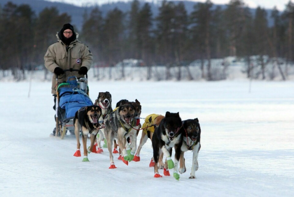 VANT: Ronny Wingren fra Finland vant det 180 km lange Troms Quest med sine ti hunder foran sleden. Foto: Ivar Løvland