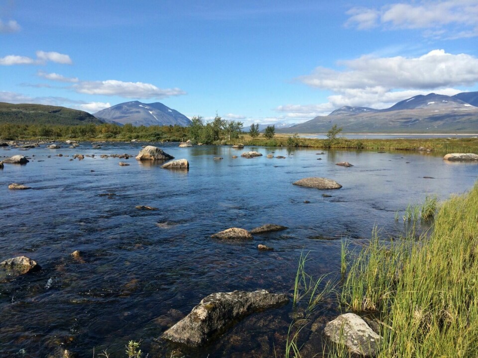 FREDET SOM FISKEELV: Oustoelva sommeren 2014, et nesten tapt fiskeparadis. (Foto: Øyvind Kanstad-Hansen/Ferskvannsbiologen AS)