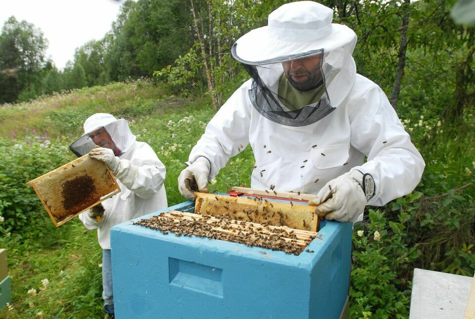 KUTTFORSLAG OVERRASKER: Til høyre Knut Eide, som driver med honningproduksjon i Bardu, sier at kuttforslaget i statsbudsjettet til Norges Birøkterlag er svært overraskende. Bak Ivar Foshaug. (Arkivfoto: Terje Tverås)