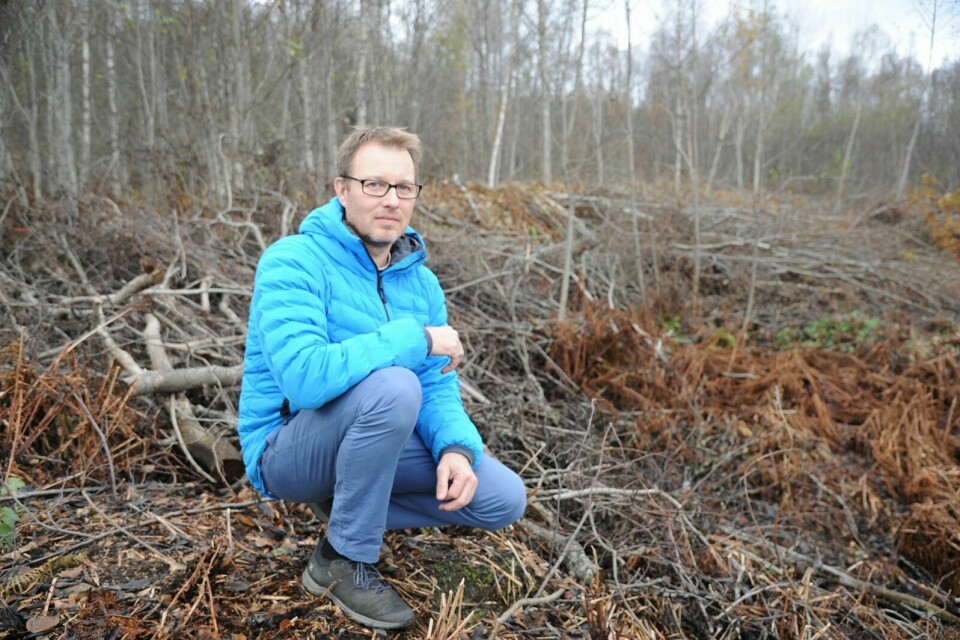 SKOGFLEKK: Denne skogflekken på Storsteinnes mener Martin Solli i Solli Bioenergi kunne vært brukt til å varme opp en gård med flis. Det skal han lære bort mer om på kurs i neste uke. Foto: Maiken Kiil Kristiansen