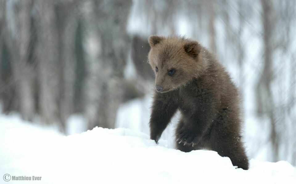 NY: Bjørnungen er bjørnefamiliens nyeste tilskudd. Polar Park vet fortsatt ikke om det er en gutt eller jente. (Foto: Matthew Ever)