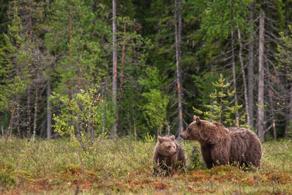 BRUNBJØRN: Andelen hunnbjørner i Norge øker gradvis til tross for at antall bjørner i Norge er redusert siden 2009. Dersom dette viser seg å være en trend, kan det tyde på at populasjonen av bjørn i Norge går mot en jevnere kjønnsfordeling. (Foto: Alexander Kopatz/Bioforsk)