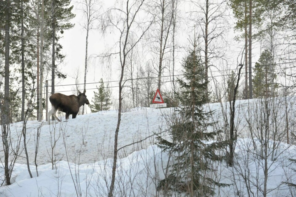 UENIGHET: Fylkesmannen i Troms er usikker på om 4000 dekar minsteareal er tilstrekkelig lite til å få kontroll på utviklingen i elgbestanden i Målselv, og blant annet få ned antall påkjørsler. – Vi kan ikke skyte ned egen stamme og bare la trekkelgen være igjen, innvender Jørn Larsen, leder i Målselv viltnemnd. (Illustrasjonsfoto)