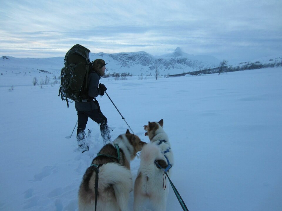 PÅ VEI MOT FJELLHEIMEN: Endelig oppe i skogbandet og høyfjellet står for tur. Myrseth og hundene, øverst i Gjærdalen. Foto: Privat