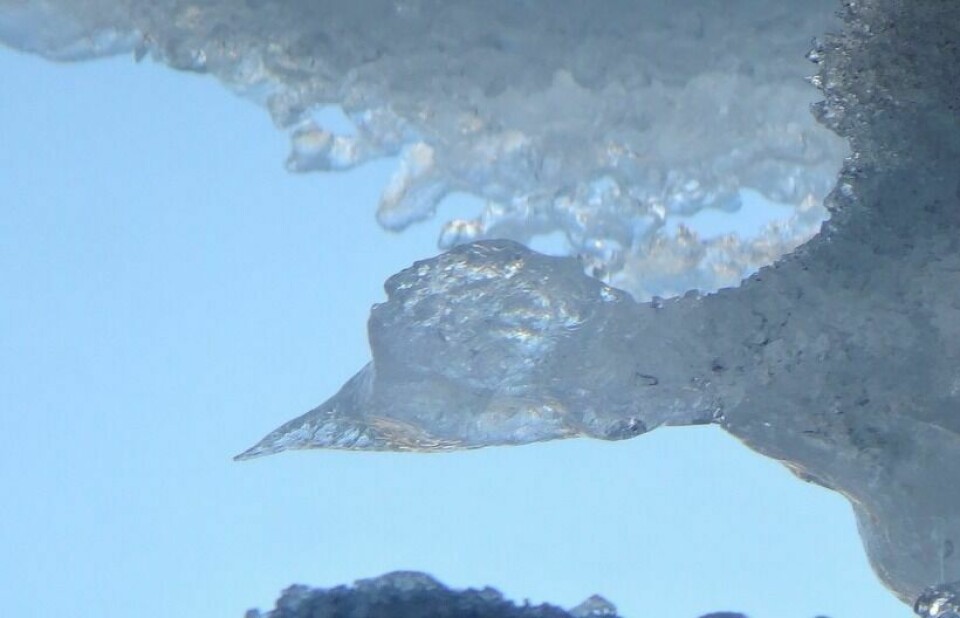 Årets villmarksfoto 202261: Fra takrenna utenfor baderomsvinduet åpenbarte denne iskunsten seg. Rundhaug. Fotograf og innsender Hermien Prestbakmo.