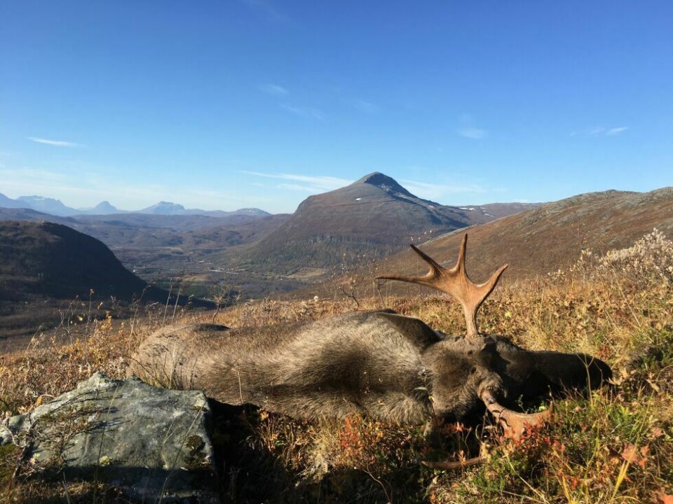 Årets villmarksfoto 2022119: Bildet er tatt under elgjakta 1. oktober 2017 på Grønfjellet/ Beassetvarri, med Stor-Ala i bakgrunnen. Fotograf og innsender: Toralf Heimdal.