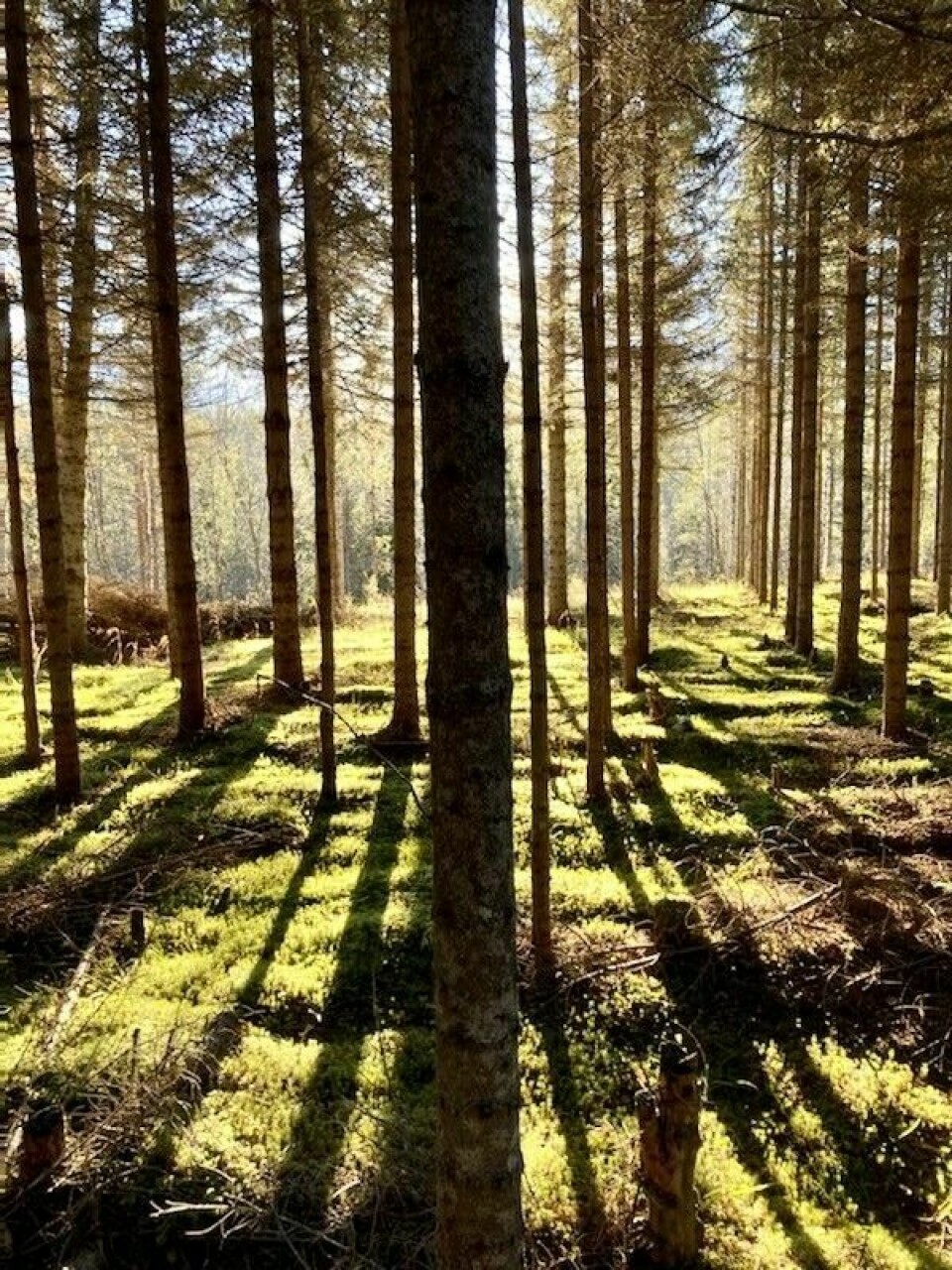 Årets villmarksfoto 2022133: Høstsol i et stammekvista plantefelt i Målselv. Innsender og fotograf: Nils Nymo