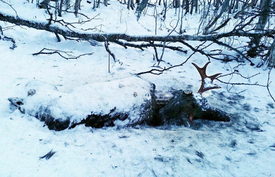 OPPSPIST: Det var ikke mye igjen av elgen som Birgitte Andreassen fant innenfor gjerdet på sin eiendom på Takvatnet i forrige uke. Foto: Birgitte Andreassen