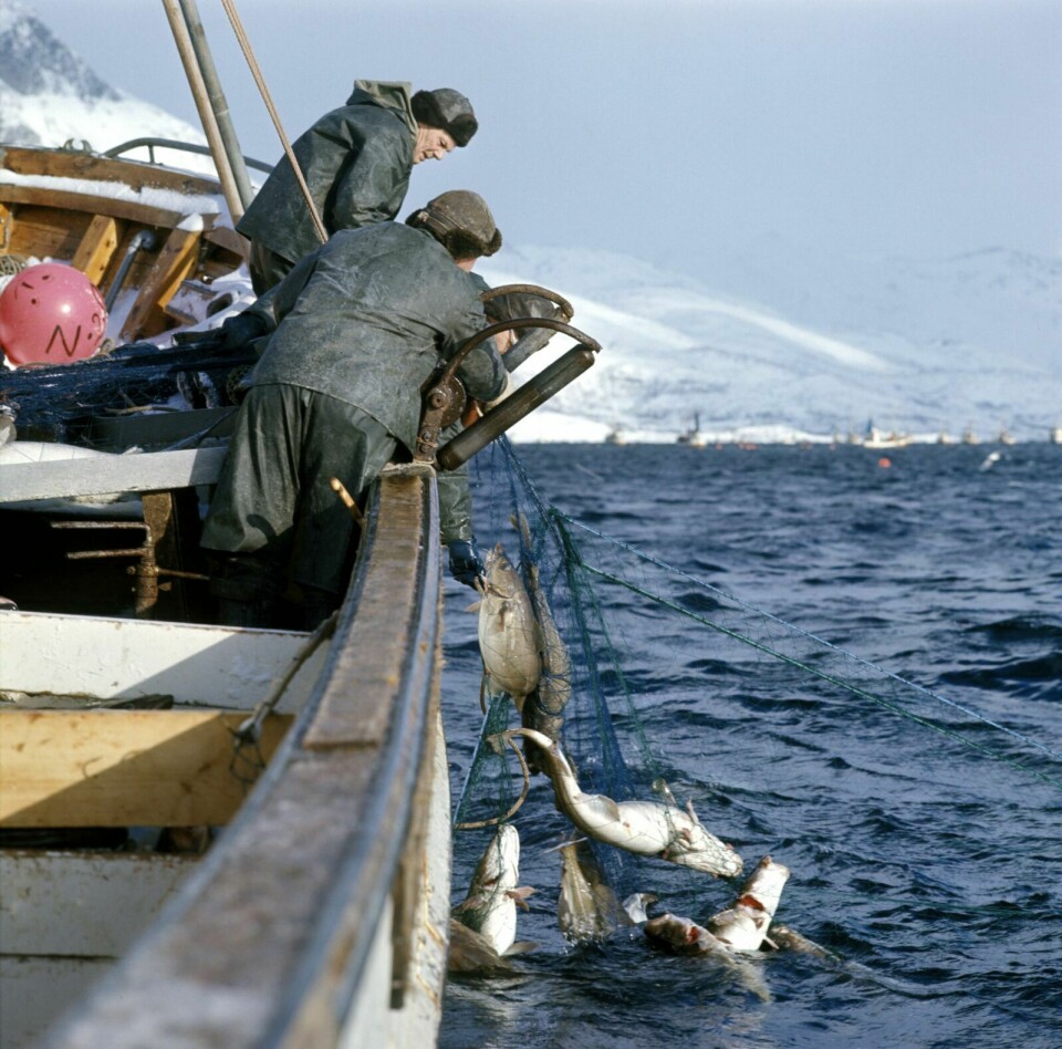LOFOTFISKE: Bildet er tatt under lofotfiske i 1972. Foto: Svein Hammerstad / NTB Scanpix
