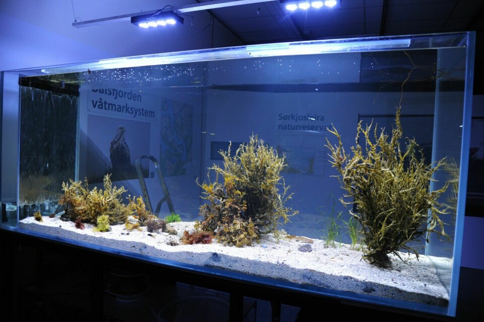 FRA POLEN: Akvariet og rensesystemet er laget i polen, men vannet som er oppi kommer fra rett uti fjorden. Foto: Maiken Kiil Kristiansen